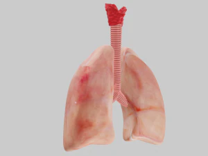 Lungs 3D Model