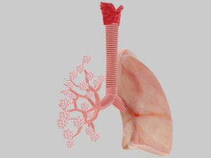 Lungs 3D Model