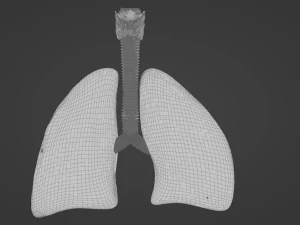Lungs 3D Model