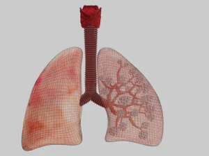 Lungs 3D Model
