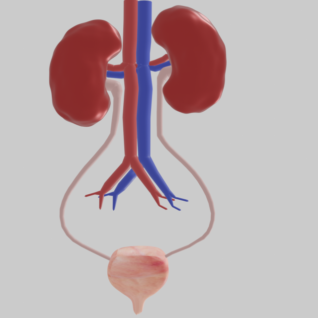 Kidney 3D Модель .c4d .max .obj .3ds .fbx .stl .blend