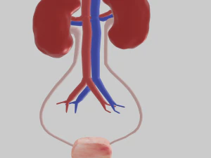 किडनी 3D मॉडल