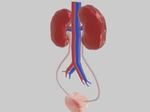 Kidney 3D Model