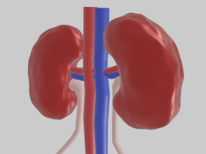 Kidney 3D Model