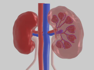 Kidney 3D Model