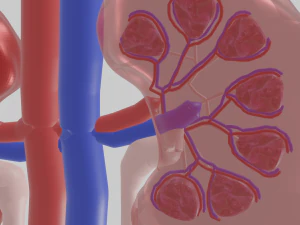 Kidney 3D Model