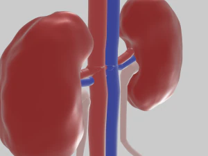 Kidney 3D Model