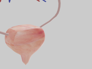 Kidney 3D Модель