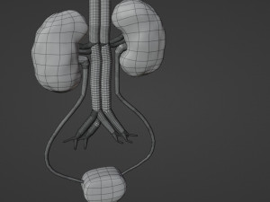 Kidney 3D Модель