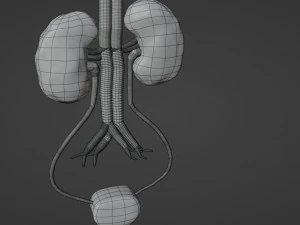 Kidney 3D Model