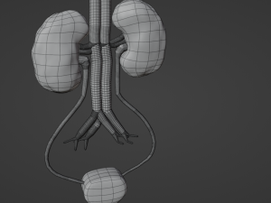 Kidney 3D Модель