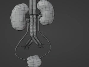 Kidney 3D Model
