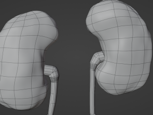 Kidney 3D Модель