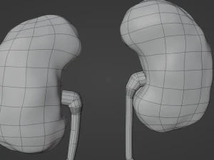 Kidney 3D Model