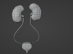 Kidney 3D Модель