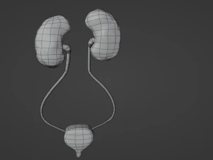Kidney 3D Model