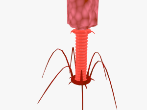 Bacteriophage 3D 模型