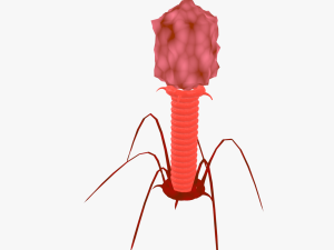 Bacteriophage 3D Модель