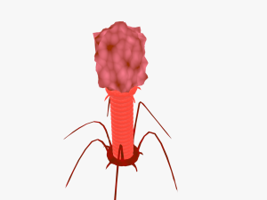Bacteriophage 3D Модель