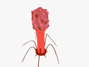Bacteriophage 3D Model