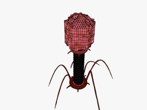 Bacteriophage 3D Модель