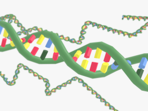Structure of DNA 3D Model