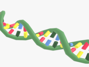 Structure of DNA 3Dモデル