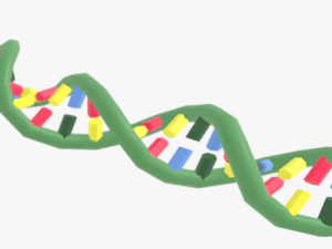 Structure of DNA 3D Model
