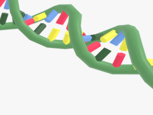 Structure of DNA 3Dモデル