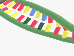 Structure of DNA 3D Model