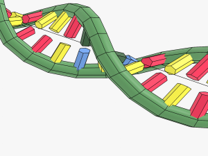 Structure of DNA 3Dモデル