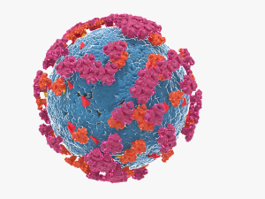 Corona virus 3D Model