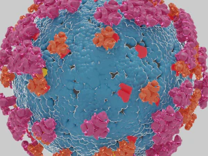 Corona virus 3D Model