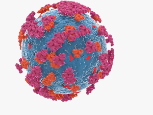 Corona virus 3D 모델
