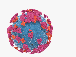 Corona virus 3D 모델