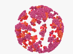 Corona virus 3D 모델