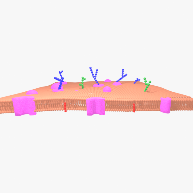 Cell membrane phospholipid bilayer 3D Model .c4d .max .obj .3ds .fbx .stl .blend 