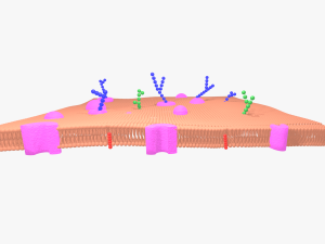 Cell membrane phospholipid bilayer 3D Model