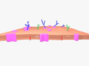 Bicamada fosfolip&iacute;dica da membrana celular Modelo 3D