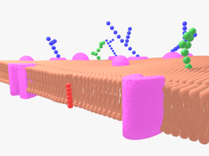 Cell membrane phospholipid bilayer 3D Model