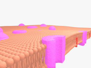 Cell membrane phospholipid bilayer 3D Model