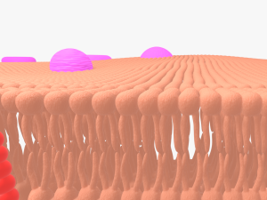 Cell membrane phospholipid bilayer 3D Model