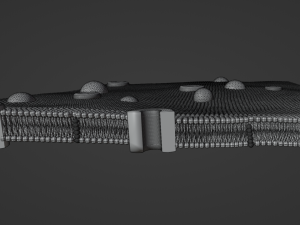 Cell membrane phospholipid bilayer 3D Model