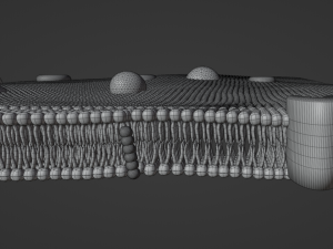 Cell membrane phospholipid bilayer 3D Model