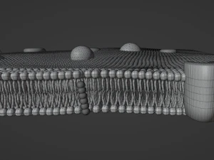 Cell membrane phospholipid bilayer 3D Model