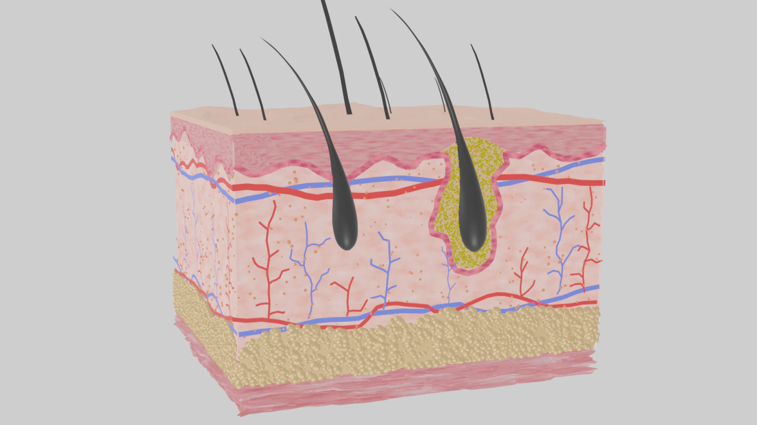 Skin anatomy 3D Model .c4d .max .obj .3ds .fbx .stl .blend