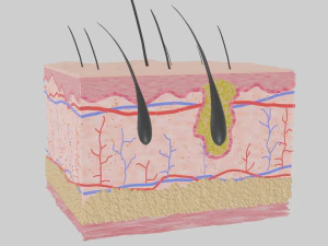 皮膚の解剖学 3Dモデル