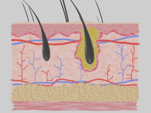 Skin anatomy 3Dモデル