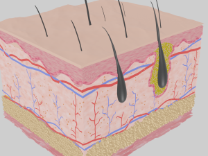 Skin anatomy 3Dモデル