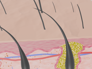 Skin anatomy 3Dモデル